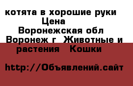 котята в хорошие руки  › Цена ­ 50 - Воронежская обл., Воронеж г. Животные и растения » Кошки   